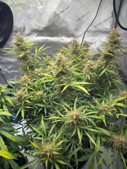 Strawberry Pie. Week 12