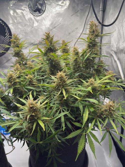 Strawberry Pie. Week 12