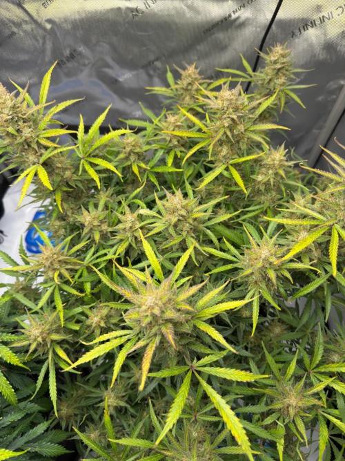 Strawberry Pie. Week 12