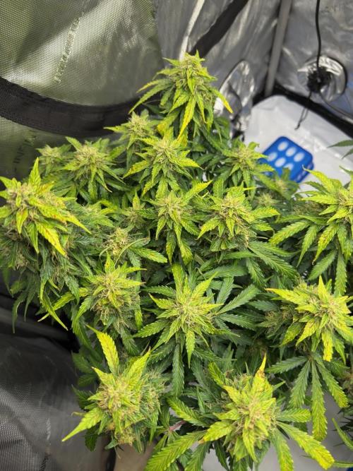 Lemoncherry. Week 12