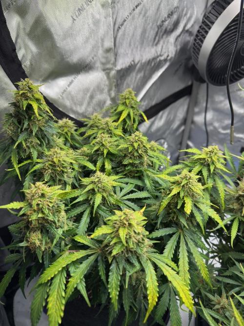 Lemoncherry. Week 12