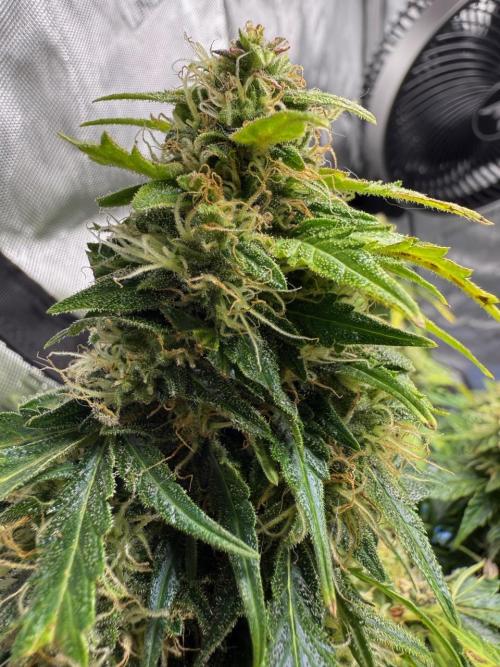 Lemoncherry. Week 12