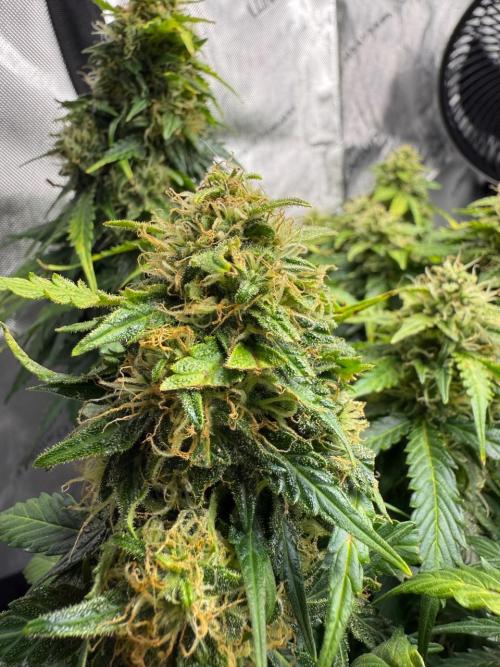 Lemoncherry. Week 12