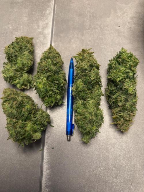 Lemoncherry. Week 13