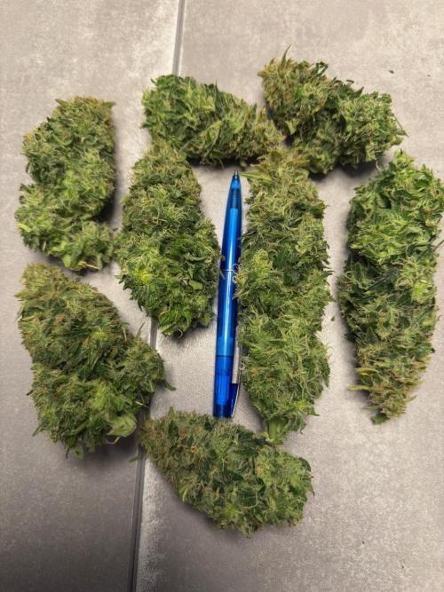 Lemoncherry. Week 13