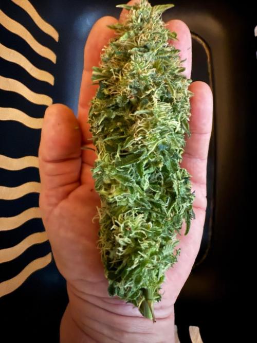 Lemoncherry. Week 13