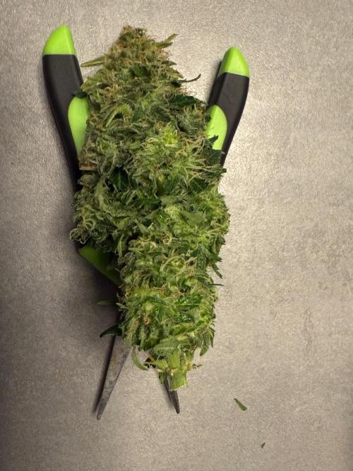 Lemoncherry. Week 13