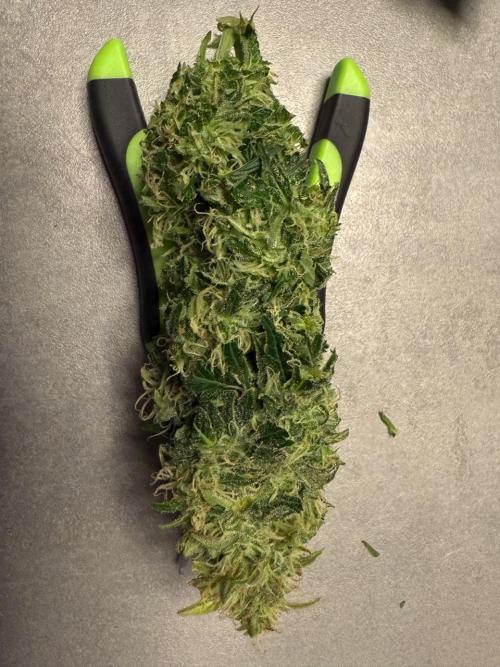 Lemoncherry. Week 13