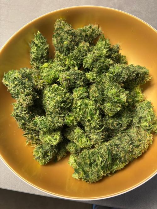 Lemoncherry. Week 13