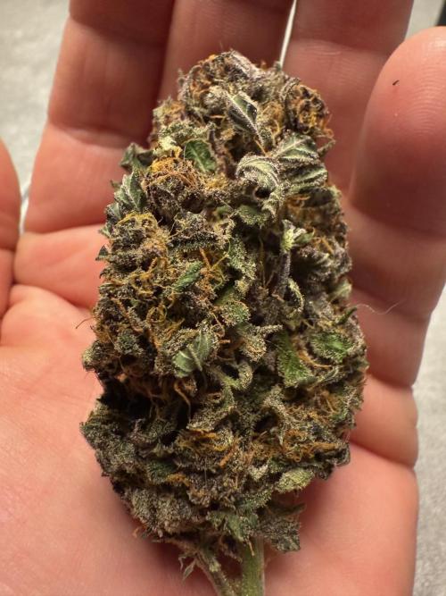 Cool Cookies. Week 12