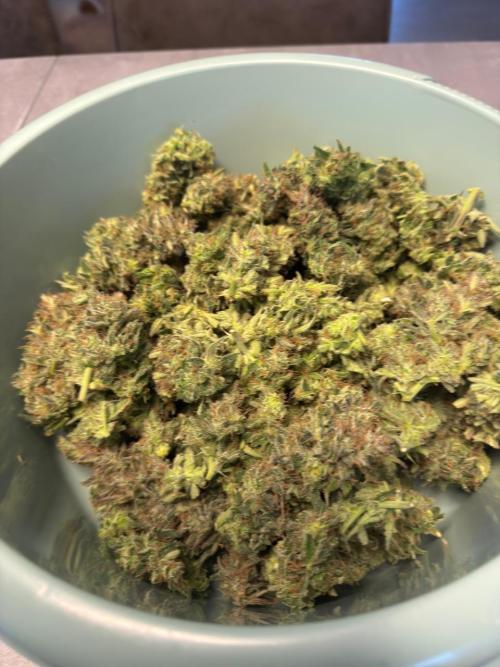 Strawberry Pie. Week 13