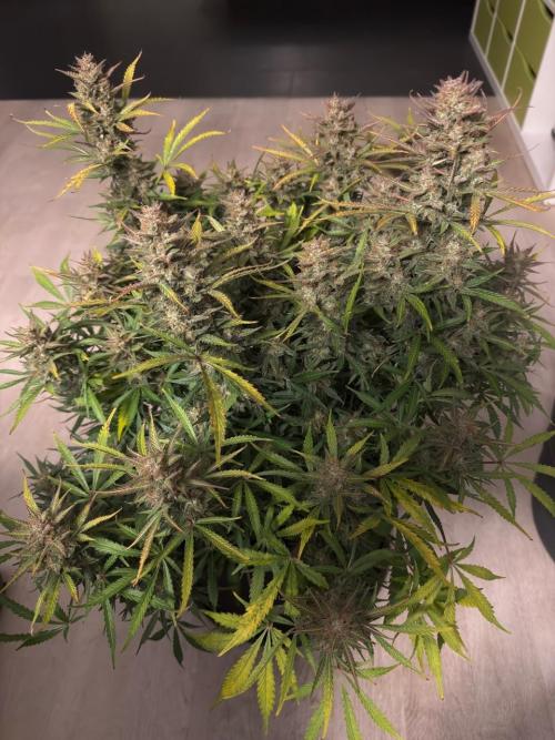 Strawberry Pie. Week 13