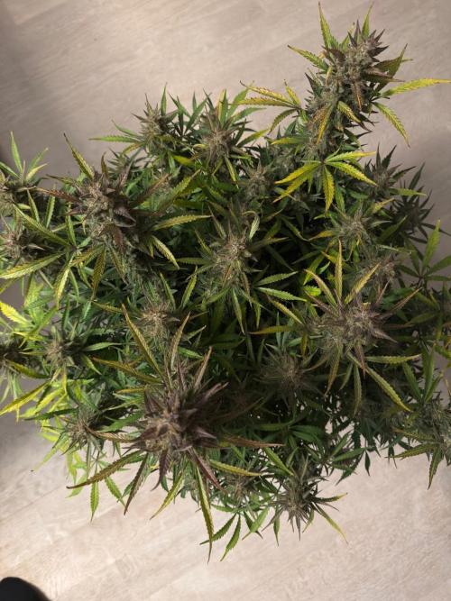 Strawberry Pie. Week 13