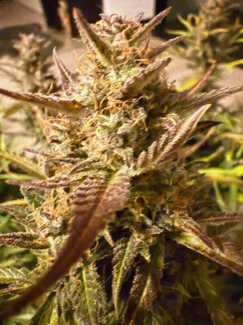 Strawberry Pie. Week 13