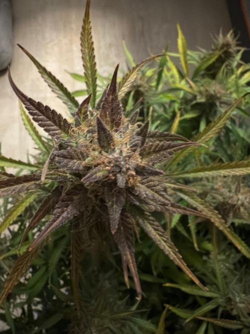 Strawberry Pie. Week 13