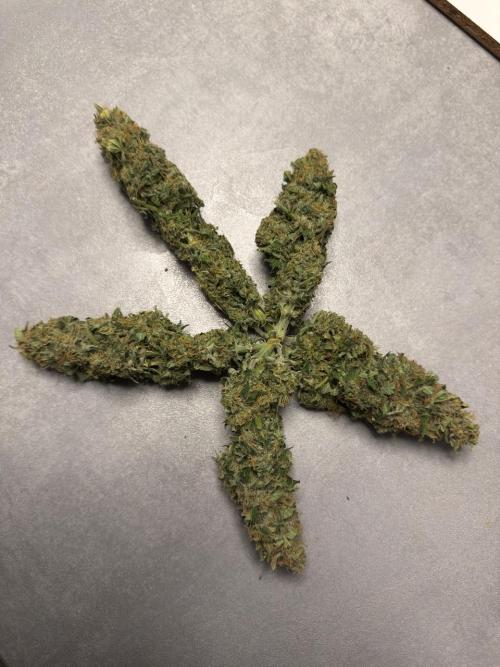 Lemoncherry. Week 13