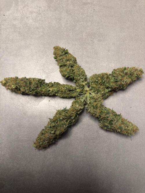 Lemoncherry. Week 13