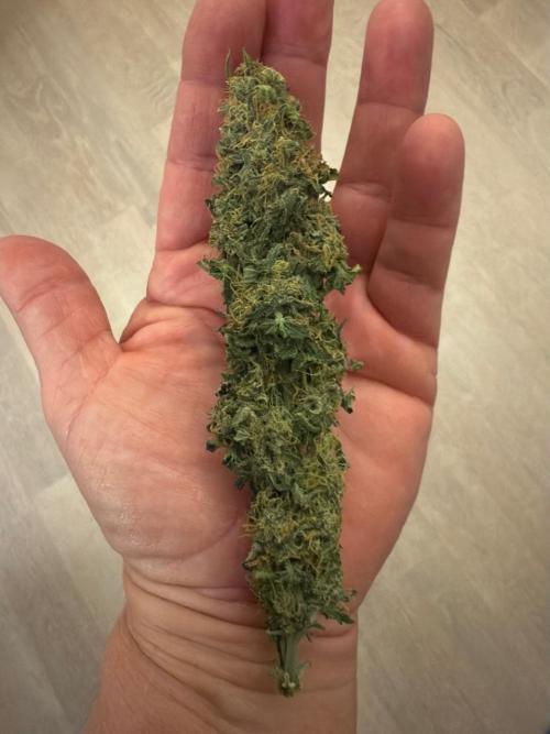 Lemoncherry. Week 13