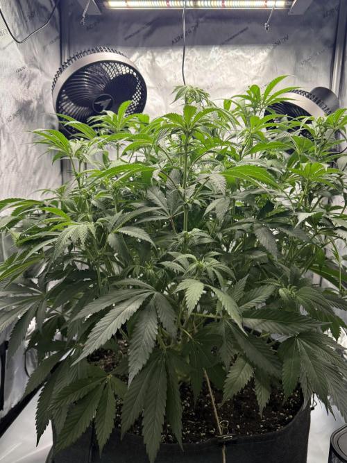 Melony. Week 10