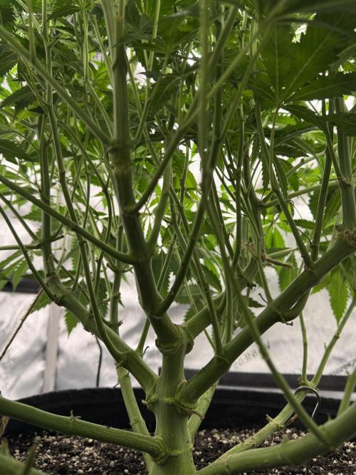 Melony. Week 10