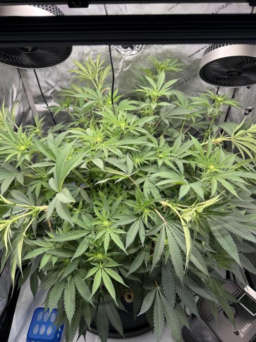 Melony. Week 10