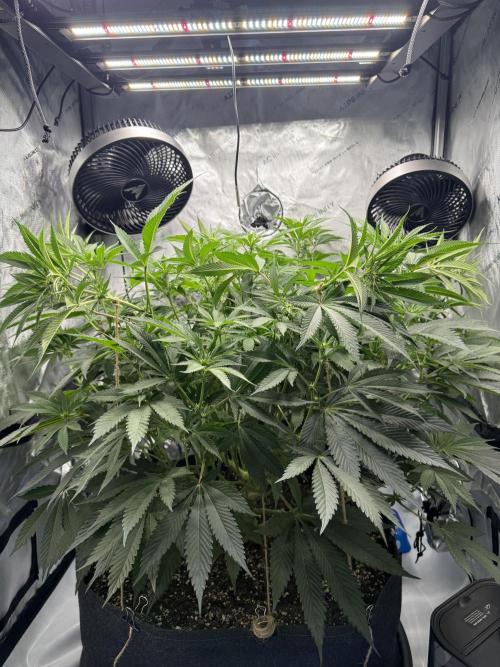 Melony. Week 10