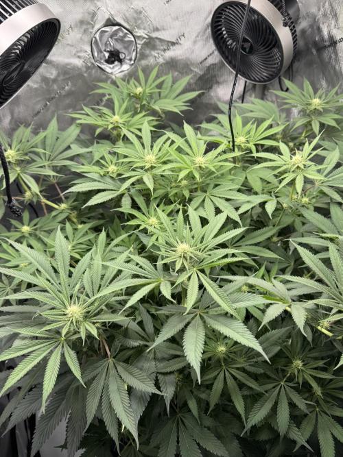 Melony. Week 11