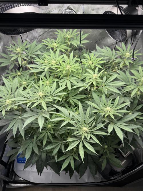 Melony. Week 11