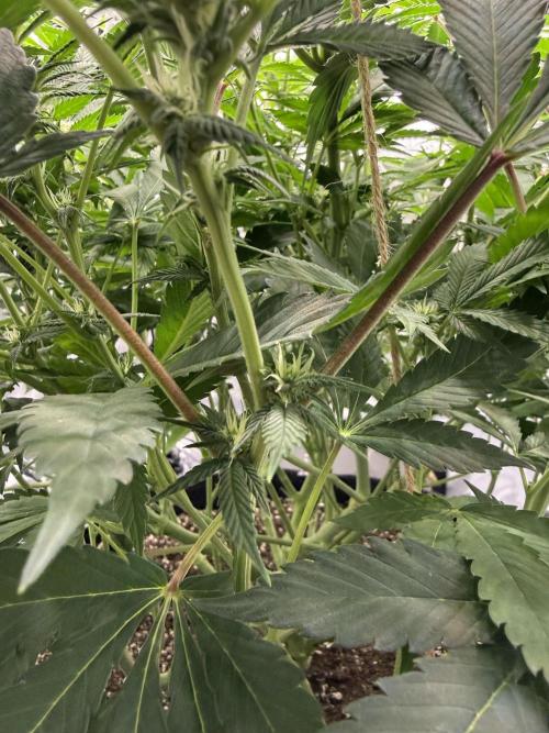 Melony. Week 11