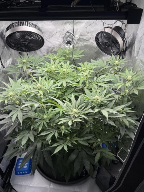 Melony. Week 11