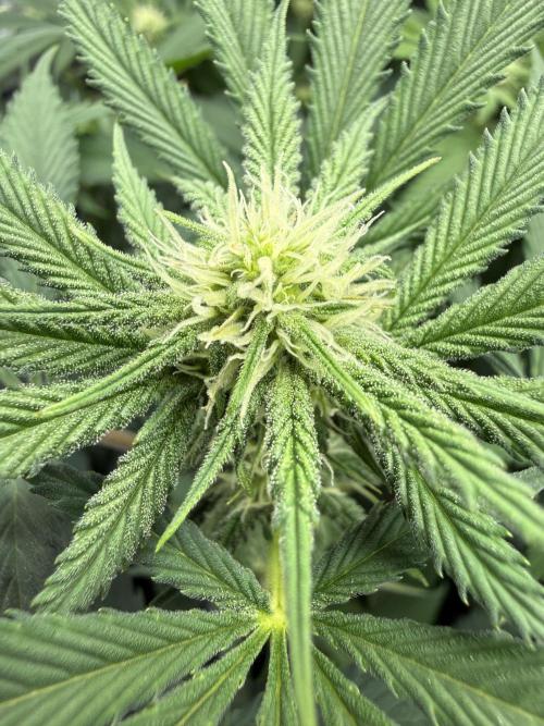 Melony. Week 11