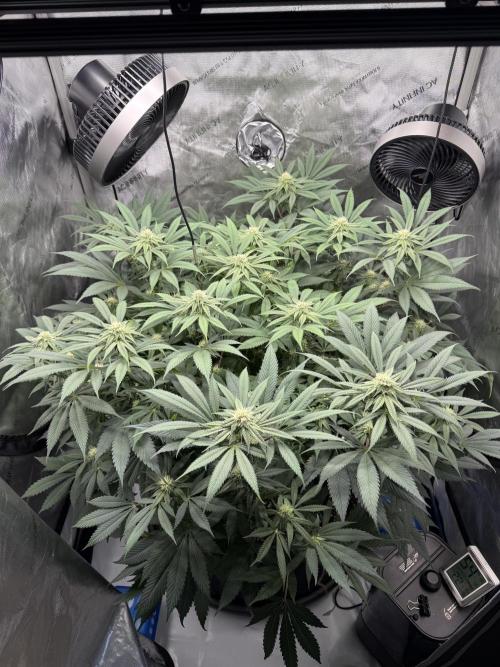 Melony. Week 12