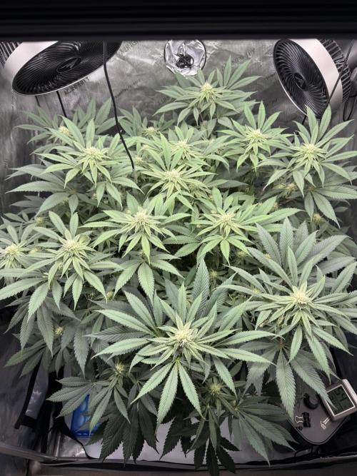 Melony. Week 12