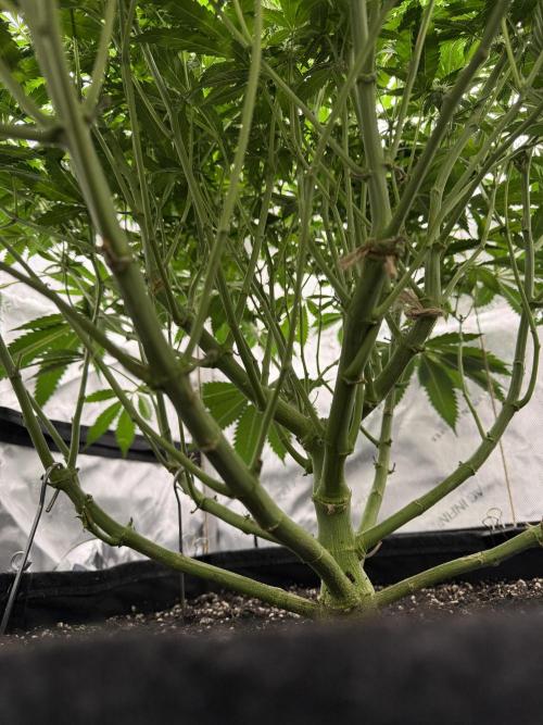 Melony. Week 12