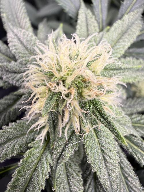 Melony. Week 12