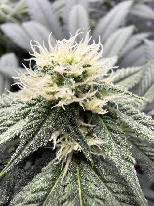 Melony. Week 12