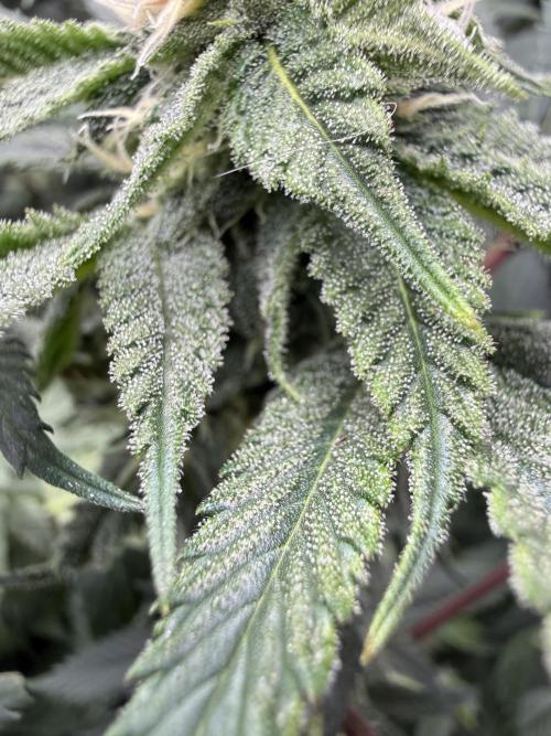 Melony. Week 12