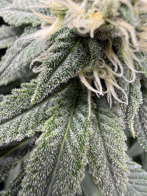 Melony. Week 12