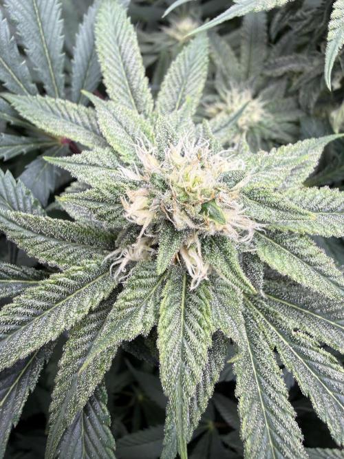 Melony. Week 12