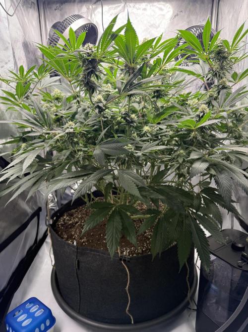 Melony. Week 13