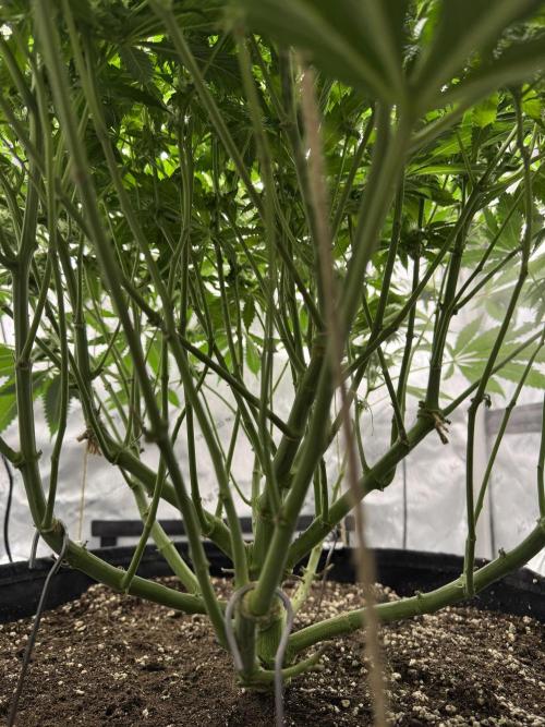 Melony. Week 13