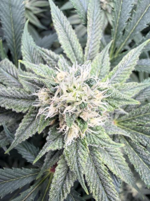 Melony. Week 13