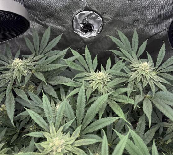 Melony. Week 13