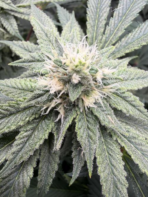 Melony. Week 13