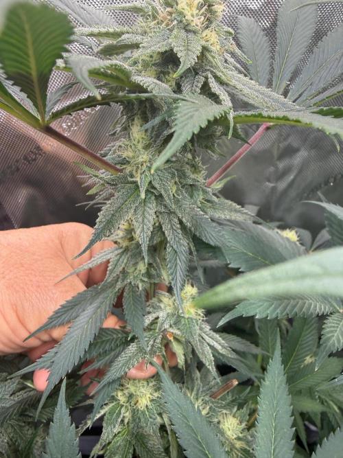 Melony. Week 13