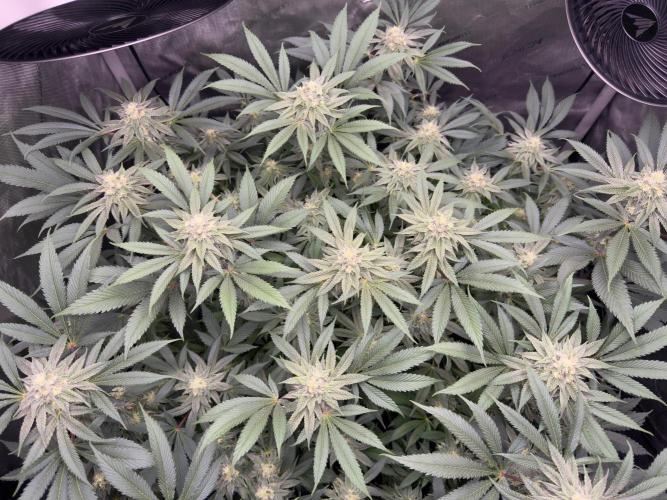 Melony. Week 13