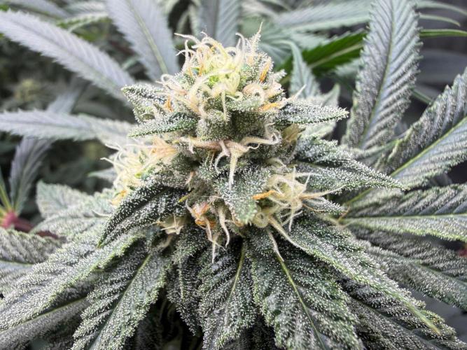Melony. Week 13