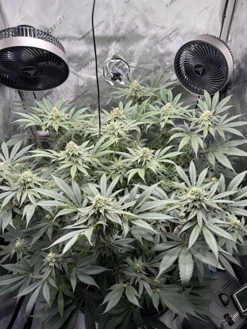 Melony. Week 14