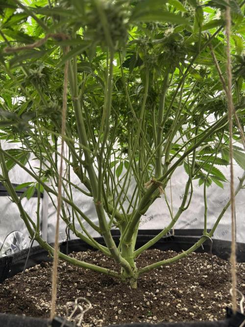 Melony. Week 14