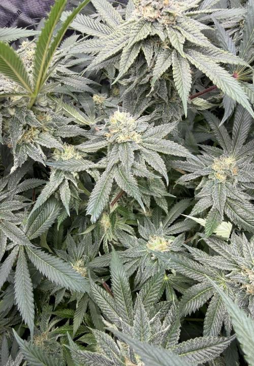 Melony. Week 14